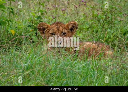 Una hermosa foto de un joven cachorro de león sucio viendo desde hierba alta en Tanzania Safari