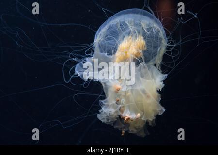 Una medusa de yema de huevo (Phacellophora camtschatica) en exhibición en el Acuario de los Mares del Pacífico en el Zoológico y Acuario Point Defiance en Tacoma, Washington. Foto de stock