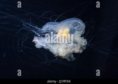 Una medusa de yema de huevo (Phacellophora camtschatica) en exhibición en el Acuario de los Mares del Pacífico en el Zoológico y Acuario Point Defiance en Tacoma, Washington. Foto de stock
