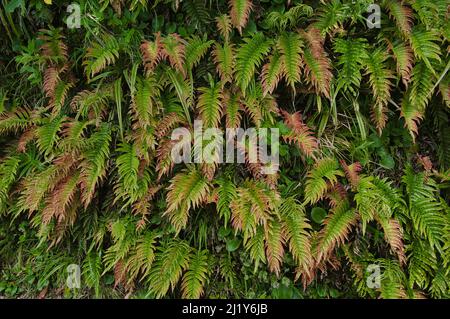 Pendiente cubierta en diferentes tipos de helechos verdes y rojos en el bosque de goblin del Monte Taranaki, Isla del Norte, Nueva Zelanda. Foto de stock