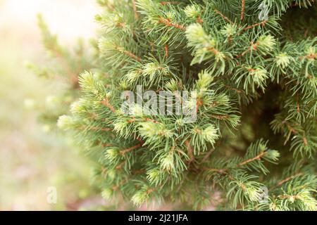 Abeto ornamental enano Conica (Picea glauca o abeto blanco). Ramas con brotes jóvenes de crecimiento anual Foto de stock