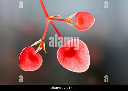 Begonia boliviana fotografías e imágenes de alta resolución - Alamy