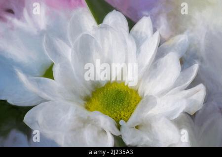 Pintura al Óleo Gerbera blanca flor. La pintura de flores abstractas  Fotografía de stock - Alamy