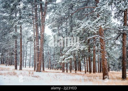 Bosque de pinos alto cubierto de nieve cayendo en Colorado Foto de stock