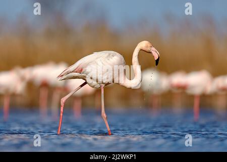 Gran Flamingo, Phoenicopterus ruber, hermoso ave rosa grande con cuello largo en agua azul oscuro, con sol de la tarde, Molentargius-Saline Regional Nati Foto de stock
