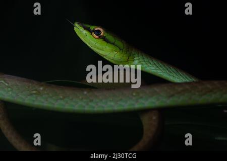 Oxybelis brevirostris, serpiente de la vid de Cope, de la selva ecuatoriana en la provincia de El Oro, Ecuador, Sudamérica.