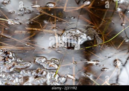 Una rana común yace en el agua en un estanque durante el tiempo de apareamiento en primavera. Fondo natural con espacio de copia, lugar para texto. Fotografía animal. Foto de stock