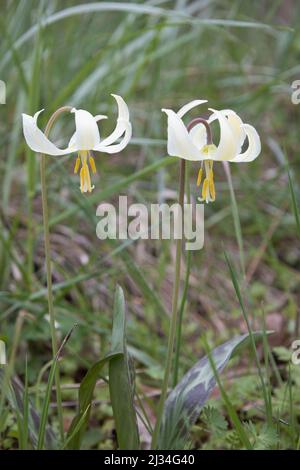 Erythronium oregonum - lirio blanco gigante. Foto de stock