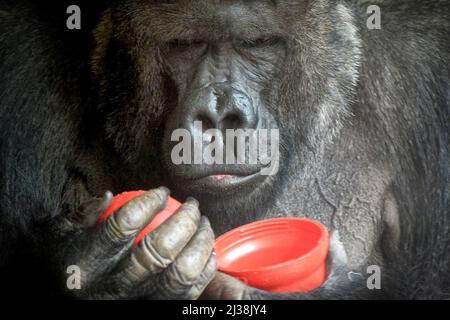 6 de abril de 2022, Praga, República Checa: Oeste de tierras bajas Gorilla macho llamado Richard en recinto cubierto en el Zoo de Praga en la República Checa. (Imagen de crédito: © Slavek Ruta/ZUMA Press Wire)