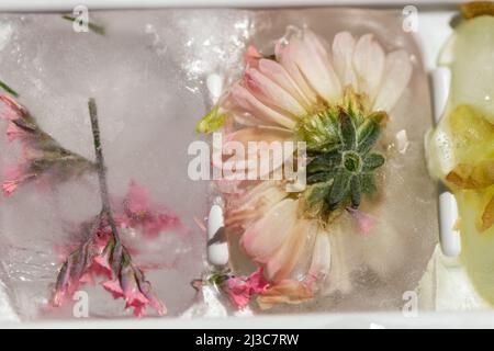 Las flores se congelan en una bandeja de cubitos de hielo para tomar bebidas en una fiesta de primavera Foto de stock