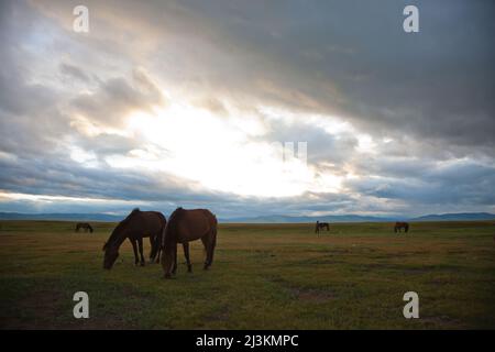 Los caballos pastan en la estepa mongola. Foto de stock