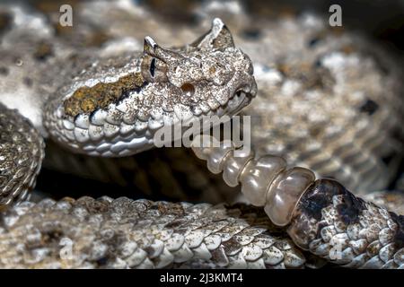 Detalle de primer plano de la cabeza y cola de una serpiente de cascabel de Sidewinder (Crotalus cerastes); California, Estados Unidos de América Foto de stock