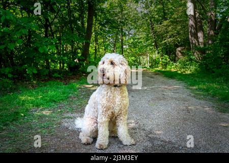 El perro de cacaú rubio se sienta en un sendero de grava a lo largo de un frondoso bosque; South Shields, Tyne y Wear, Inglaterra Foto de stock