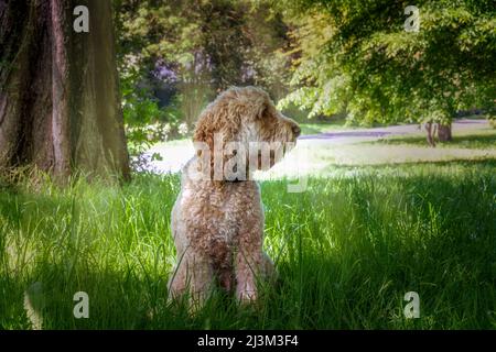 El perro de cacaú rubio se sienta en un prado de hierba exuberante con árboles en flor en el fondo; South Shields, Tyne y Wear, Inglaterra Foto de stock