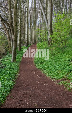 Camino a través del ajo salvaje en un bosque galés en Semana Santa