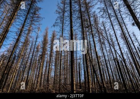 Área forestal al norte del pueblo Hirschberg, distrito Soest, abetos muertos se encuentra árboles muertos debido a la infestación de escarabajos de corteza, Bosque de Arnsberg, NRW, Germa Foto de stock