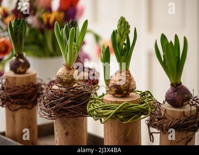 Bulbos de tulipanes con brotes de flores jóvenes. Las plantas se colocan en troncos de madera. Foto de stock