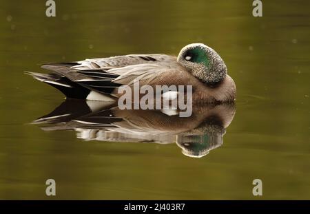 Vista lateral de un pato durmiente americano Wigeon (Mareca americana) en un estanque con el ojo cerrado y una clara reflexión. Tomado en Victoria, británico Foto de stock