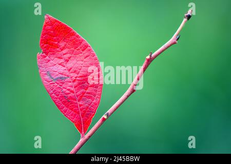 Rotes Blaut, Blaubeere, Strauch, Herbstfärbung, Goldenstedter Moor, Foto de stock