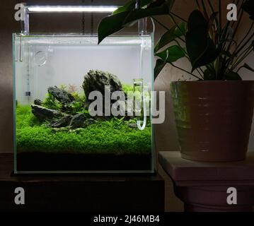 Difusor de CO2 con plantas de acuario, para la difusión de co2 o dióxido de  carbono en un acuario para el crecimiento de plantas acuáticas Fotografía  de stock - Alamy