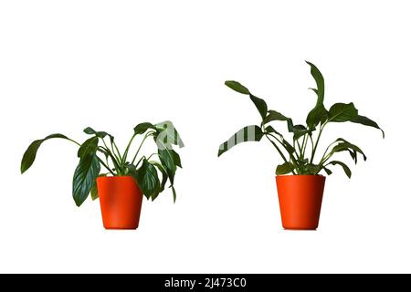 Cerca de morir deshidratado Paz Lilly casa planta en maceta. Interiores de  marchitamiento pot-planta con hojas caidas limp Fotografía de stock - Alamy