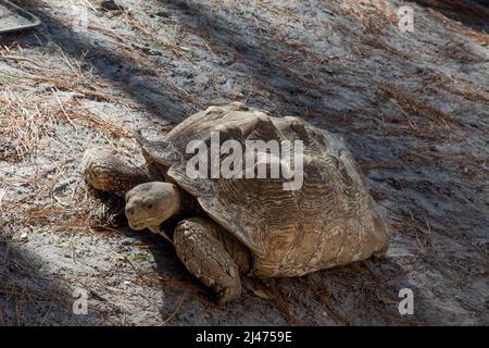 La tortuga africana de la tortuga de la rana en el Centro de Descubrimiento de Reptiles es la tortuga continental más grande Foto de stock