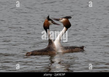 Un par de grandes crested grebes cortando en un lago