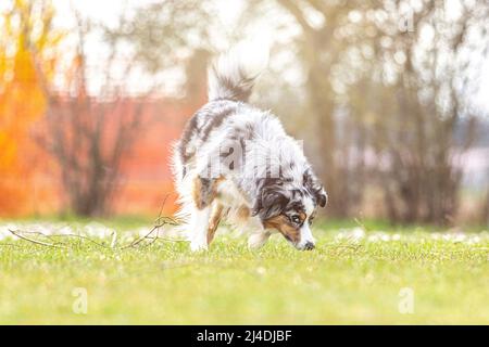 Retrato de un perro pastor australiano en miniatura roneando en el suelo en un prado en primavera al aire libre Foto de stock