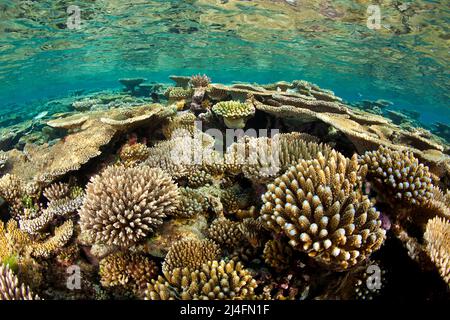 Arrecife de coral con corales de piedra (Acropora hyacinthus, Acropora robusta) y otros corales de piedra /Acropora sp.), Maldivas, Océano Índico, Asia Foto de stock