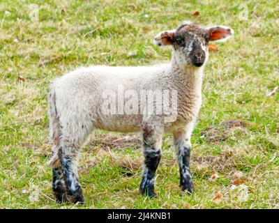 Un cordero primaveral mirando al fotógrafo. Curiosas ovejas jóvenes blancas y negras en un prado. Foto de stock