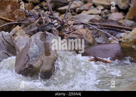 Pato Torrent (Merganetta armata), encaramado en una roca al borde del río. Foto de stock