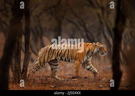 Tigre indio, animal salvaje en el hábitat natural, Ranthambore NP, India. Gato grande, animal en peligro de extinción. Fin de la estación seca, comenzando el monzón. Tigre de f Foto de stock