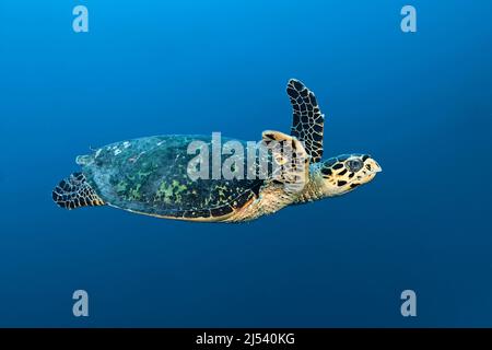 Tortuga caguama (Caretta caretta) nadando en agua azul, Atolón Ari, Maldivas, Océano Índico, Asia Foto de stock