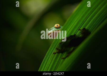 Rana de hoja de ojos dorados, calcarífero Cruziohyla, rana verde escondida en las hojas, rana de árbol en el hábitat natural, Corcovado, Costa Rica