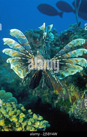 Pez león común o pez león rojo (Pterois volitans), Maldivas, Océano Indisan, Asia