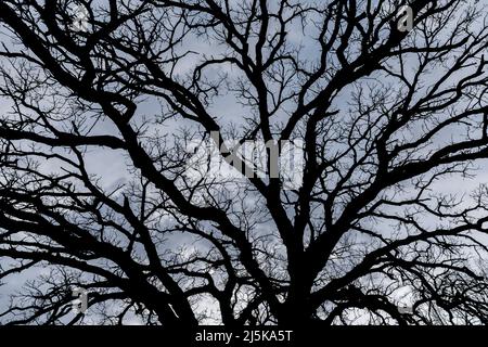 Bur Oak, Quercus macrocarpa, cerca de Battle Creek, Michigan, EE.UU Foto de stock