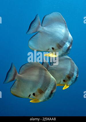Pez batero de aleta larga o pez espada de aleta larga (Platax teira), en agua azul, Maldivas, Océano Índico, Asia Foto de stock