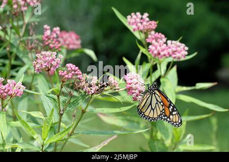 Una mariposa monarca (Danaus plexippus) que se alimenta de malezas de pantano (Asclepias incarnata) en un jardín de Nueva Inglaterra en verano Foto de stock