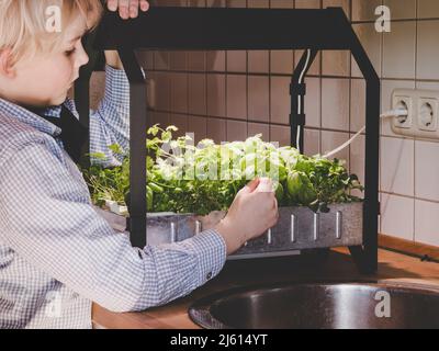 la imagen muestra a un niño que cosecha verduras cultivadas hidropónicas de un kit de cultivo interior Foto de stock