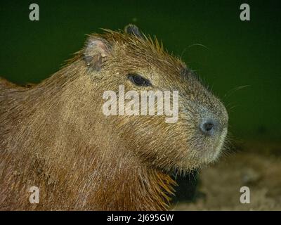 Capybara adulto (Hydrochoerus hydrochaeris), por la noche a lo largo de un lago en Pouso Allegre, Mato Grosso, Pantanal, Brasil, Sudamérica Foto de stock