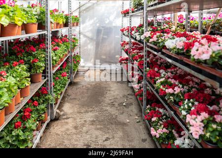 Azalea floreciente en macetas que crece en macetas de plástico para la venta  en invernadero. Jardinería y horticultura Fotografía de stock - Alamy