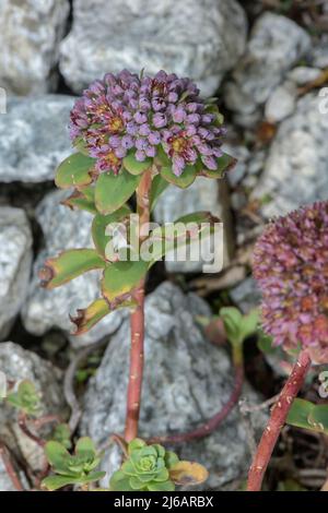 Orpino siempreverde, Sedum anacampseros, en flor en los Alpes suizos. Foto de stock