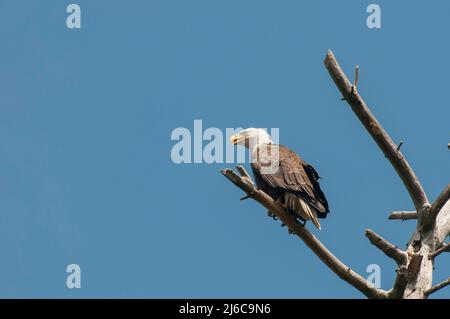 Vadnais Heights, Minnesota. Águila calva adulta; Haliaeeeeetus leucocephalus encaramado en una rama vieja del árbol. Foto de stock