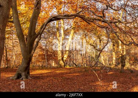 Un paisaje de bosque otoñal en un día soleado Foto de stock