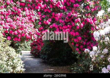 Túnel de flores de rododendros de color rosa brillante, fotografiadas a finales de la primavera en Temple Gardens, Langley Park, Slough UK. Foto de stock