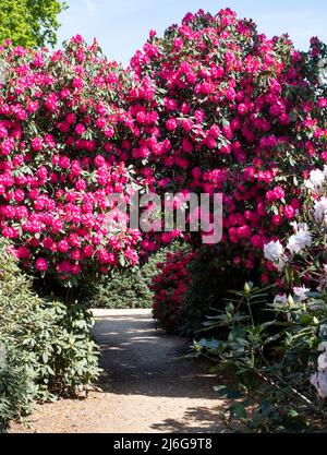 Túnel de flores de rododendros de color rosa brillante, fotografiadas a finales de la primavera en Temple Gardens, Langley Park, Slough UK. Foto de stock