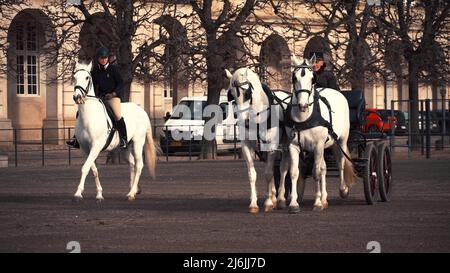 20 de febrero de 2019. Dinamarca. Copenhague. Entrenamiento de bypass Adaptación de un caballo en el establo real del castillo Christiansborg Slots. Hombre jinete adentro