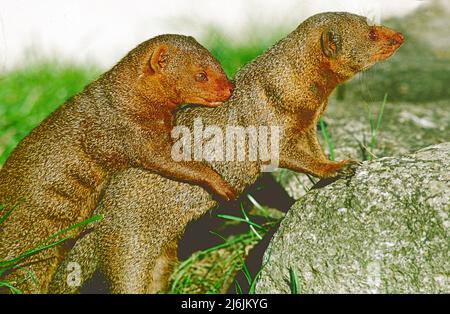 Mongoose enano, (Helogale parvula,) del África Subsahariana. Foto de stock