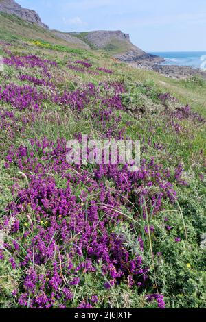 Bell heather (Erica cinerea) floración en densos grupos en un promontorio costero, Rhossili, el Gower, Gales, Reino Unido, Julio.