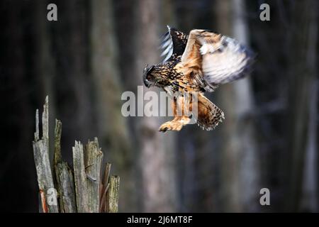 Caza de moscas de búho de águila eurasiática durante el invierno rodeado de  copos de nieve Fotografía de stock - Alamy